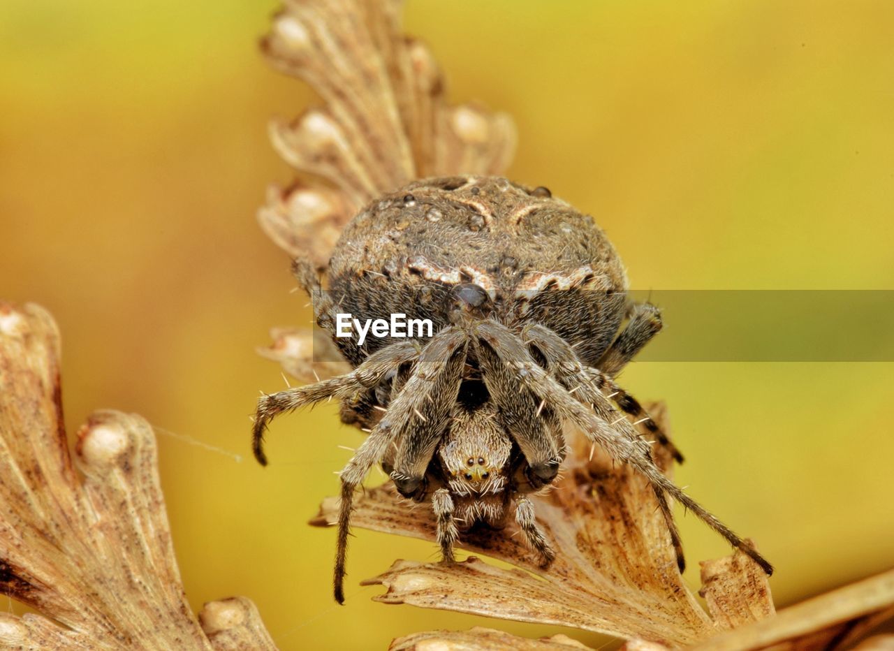 Closed-up of garden spider