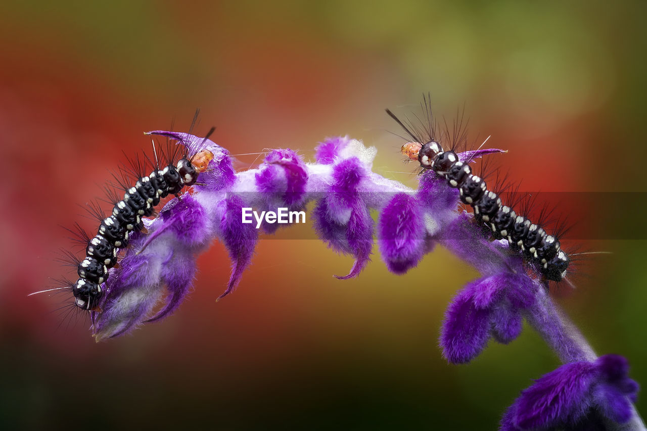Close-up of caterpillars on purple flower