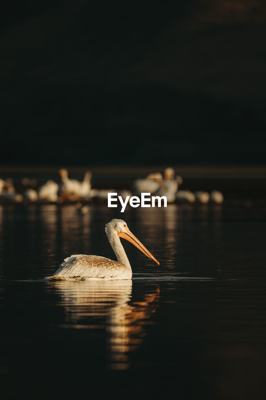 Pelicans on a lake