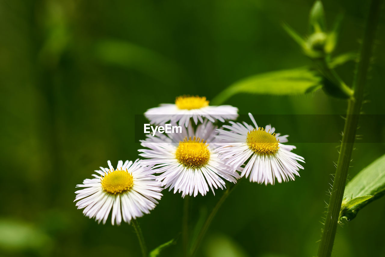 Close-up of white flowering plants