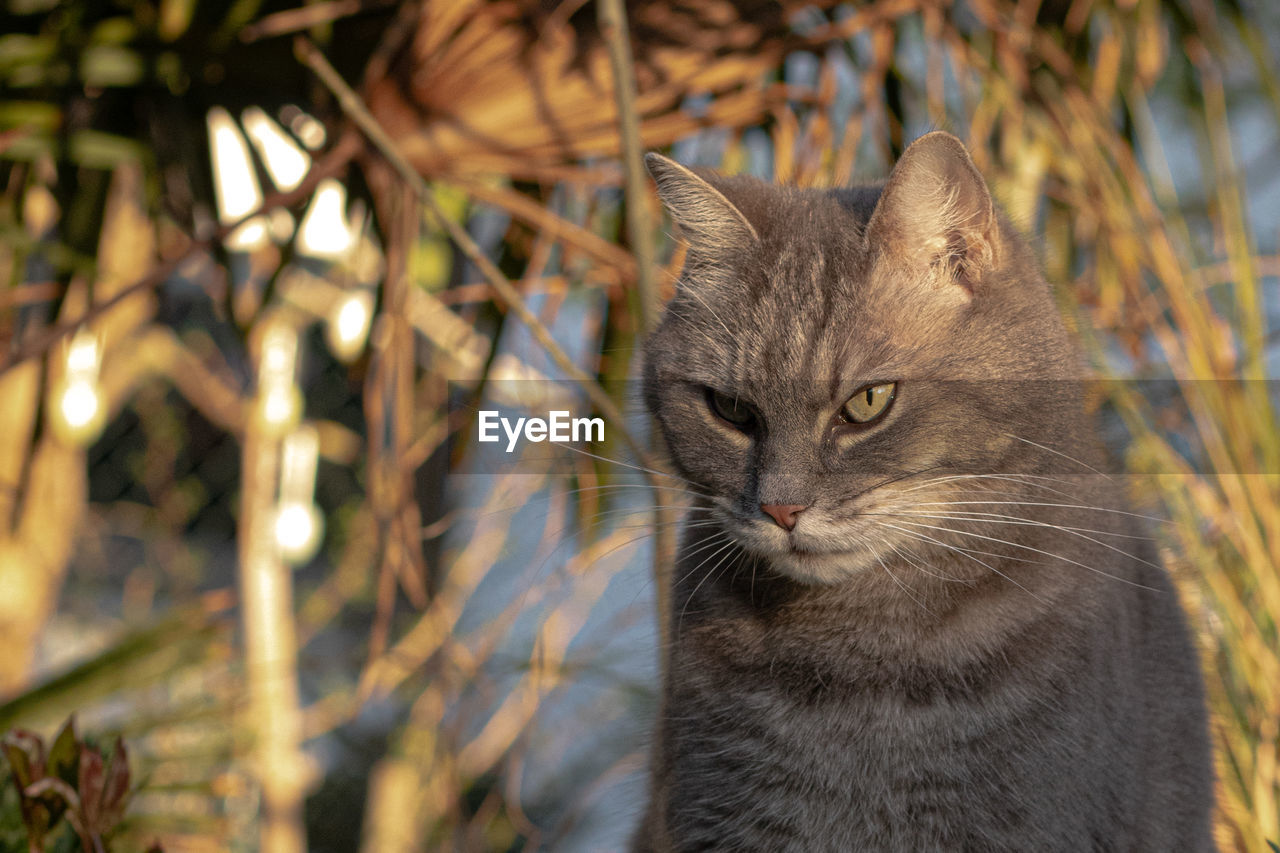 CLOSE-UP OF A CAT