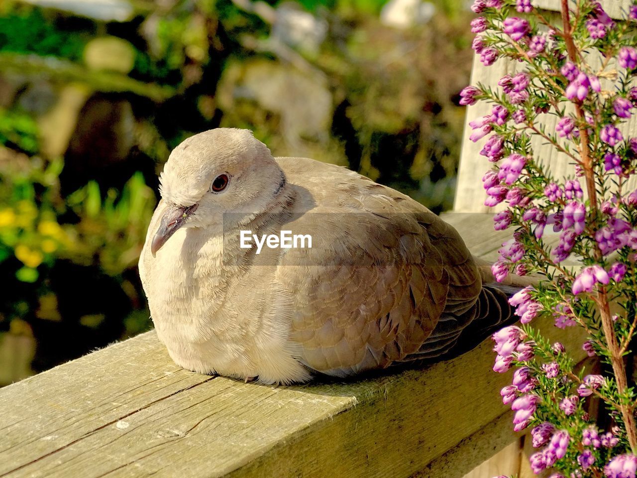 Young collared dove in the spring sunshine in england 