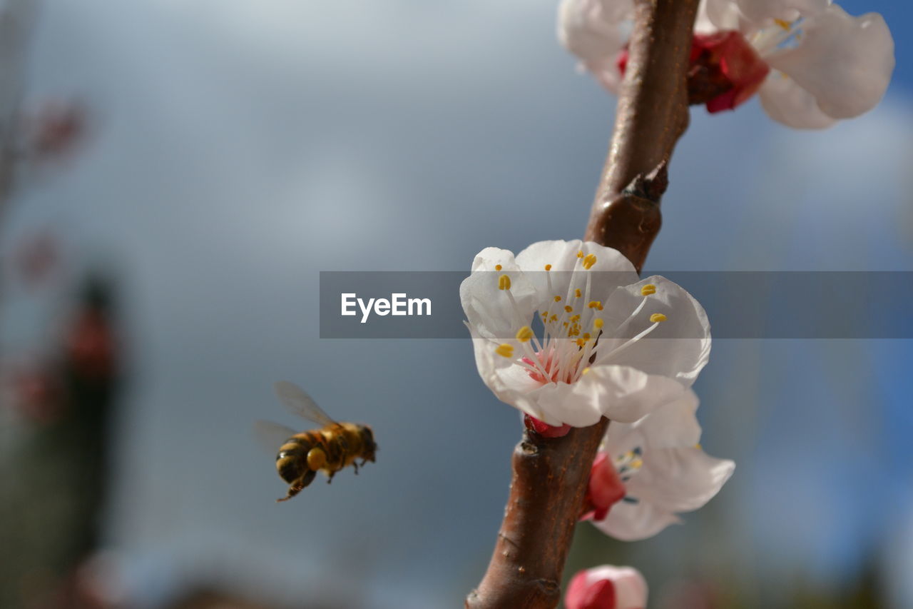 Close-up of bee flying by cherry blossoms blooming on branch