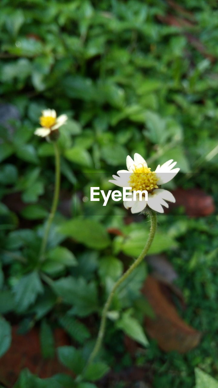 CLOSE-UP OF YELLOW FLOWERS BLOOMING OUTDOORS