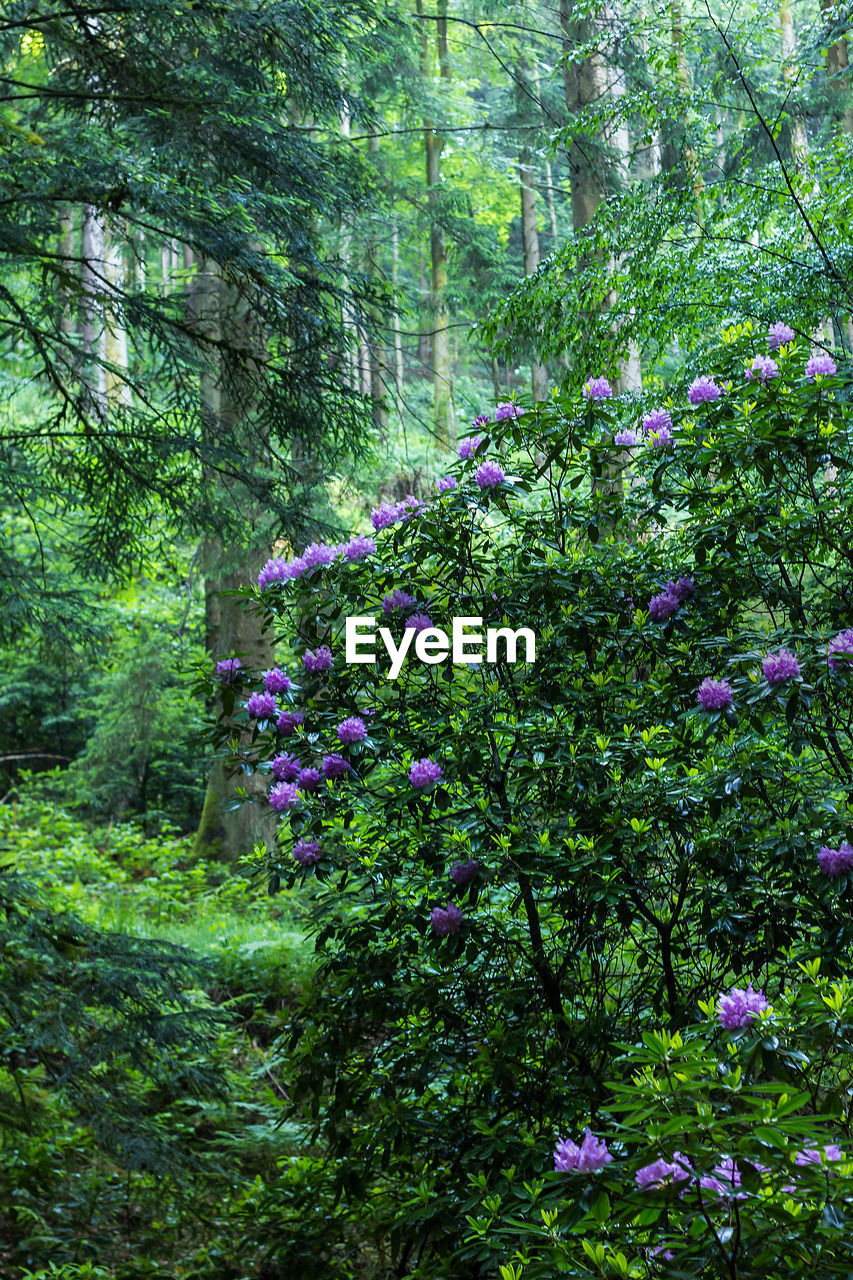 FLOWERS IN FOREST