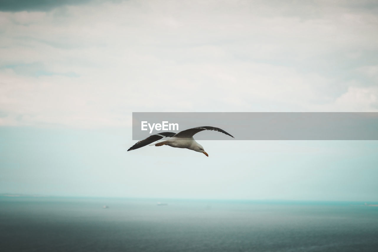 SEAGULLS FLYING OVER SEA