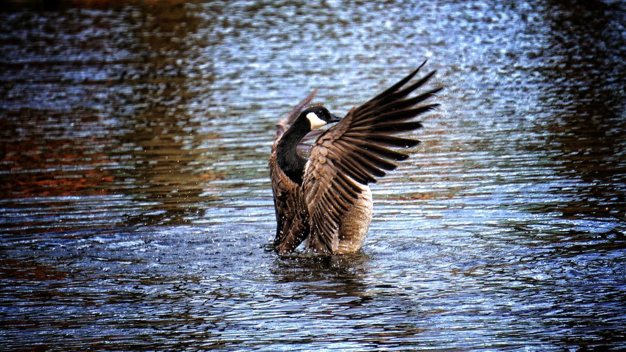Canada goose in river