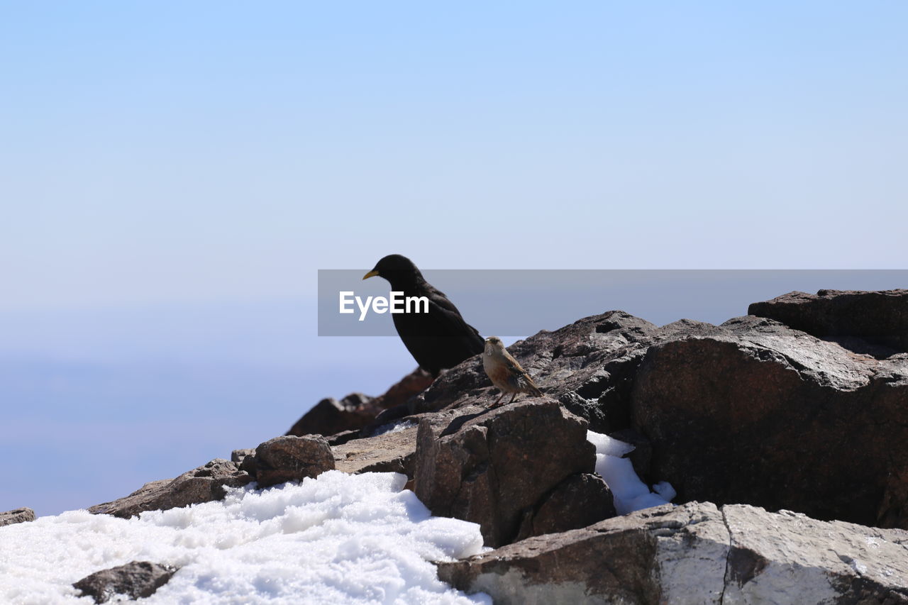 BIRD PERCHING ON SNOW COVERED LANDSCAPE