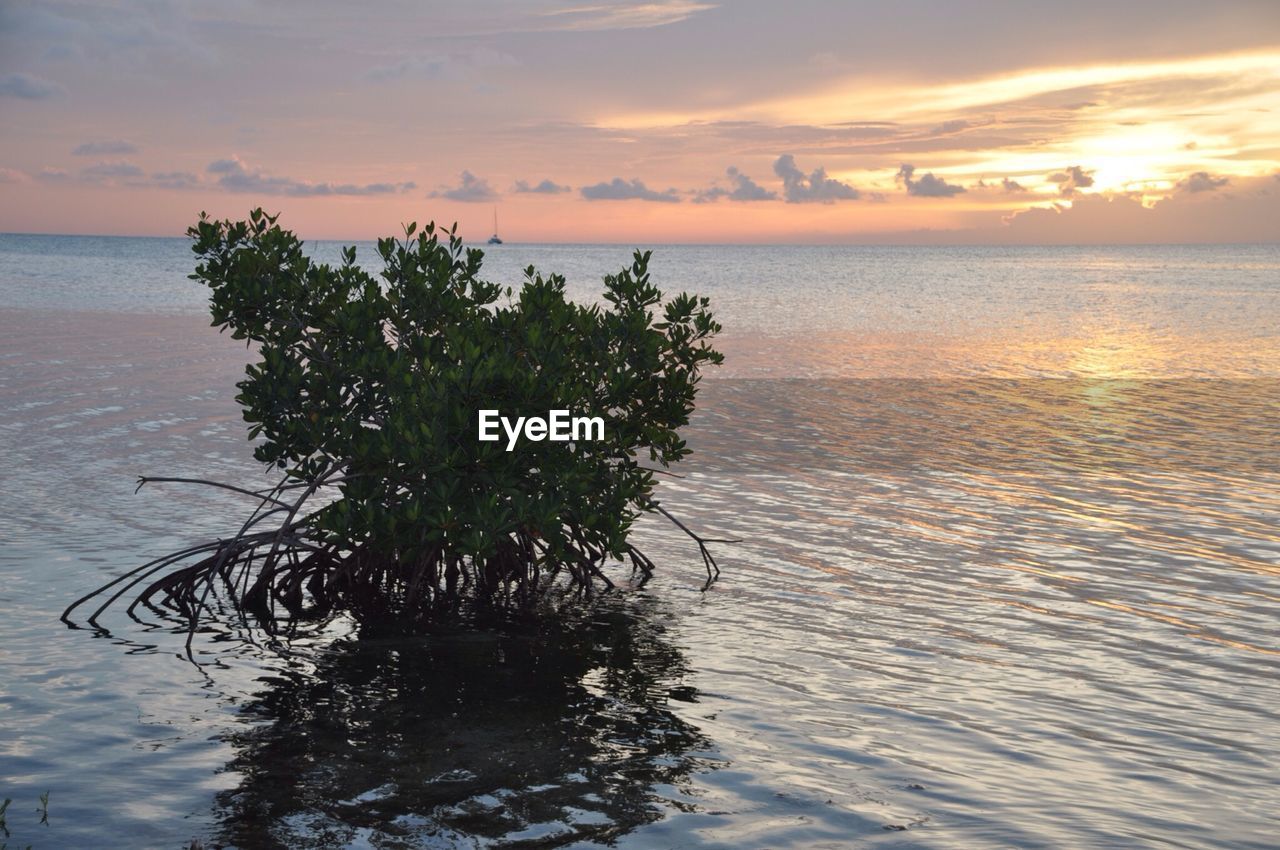 Mangrove growing in sea at sunset