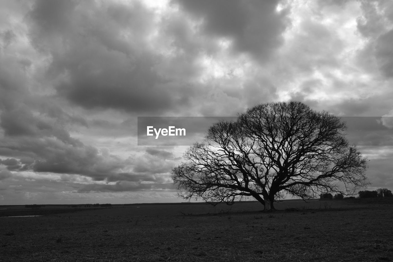 BARE TREE AGAINST CLOUDY SKY