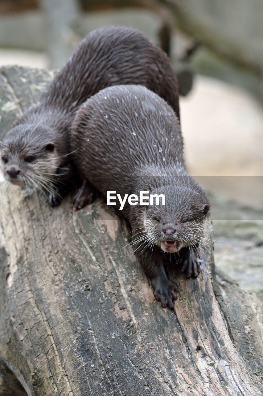 Close-up of otters