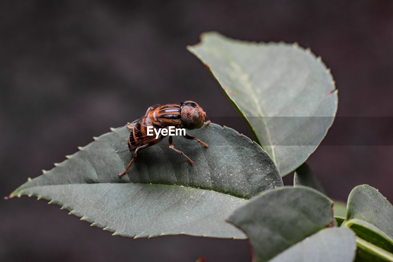 Close-up of insect on leaf