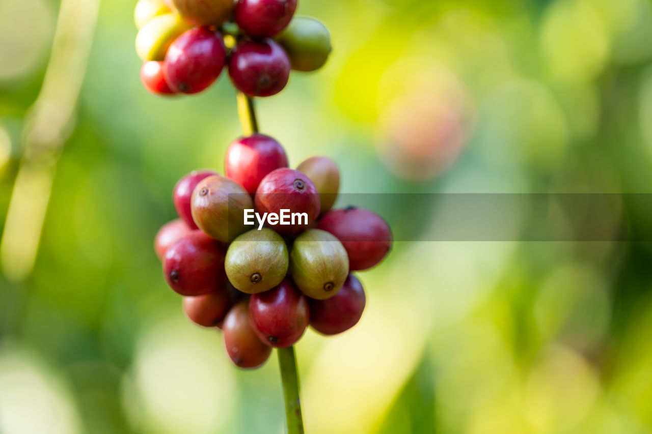 CLOSE-UP OF CHERRIES ON TREE