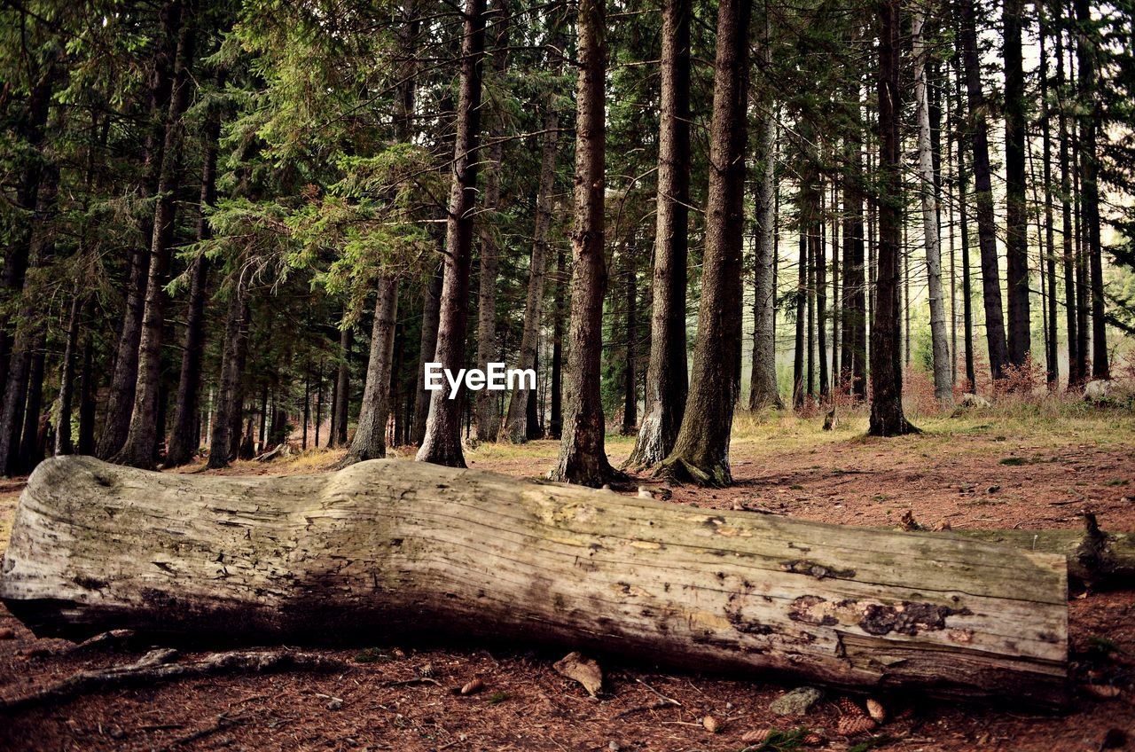 SCENIC VIEW OF TREES IN FOREST