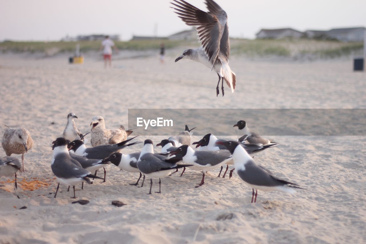 FLOCK OF SEAGULLS FLYING OVER BEACH