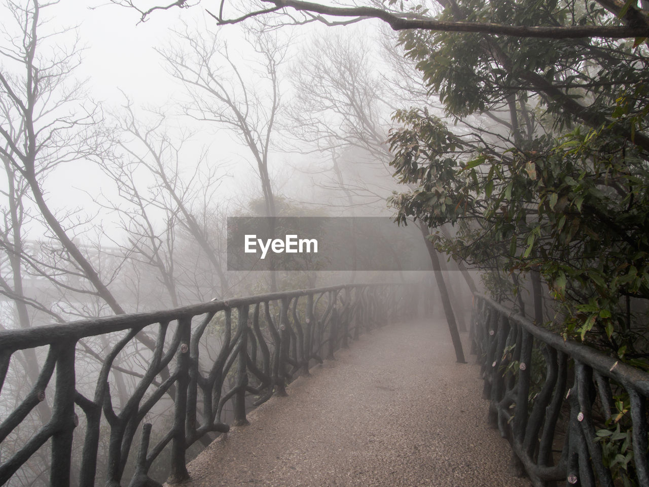 Walkway amidst trees in forest