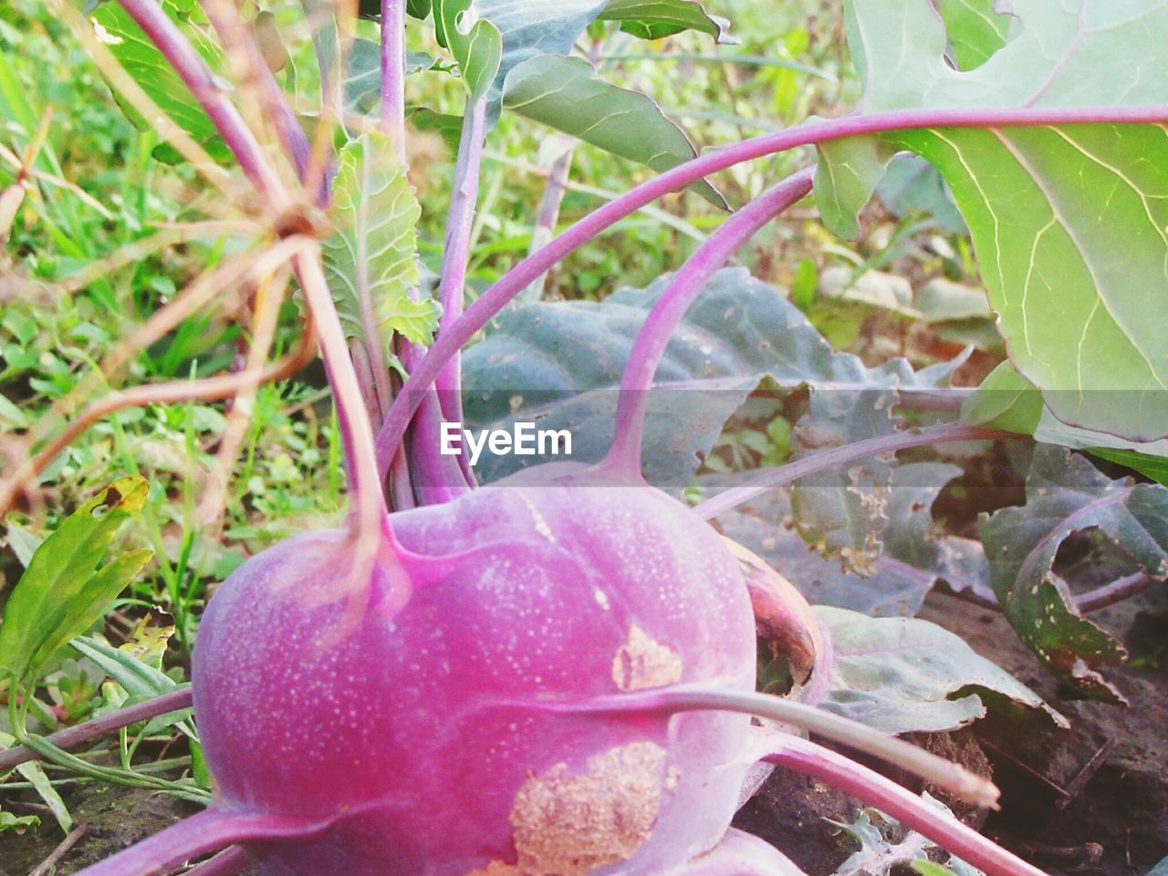 CLOSE-UP OF FRESH PLANTS IN CONTAINER