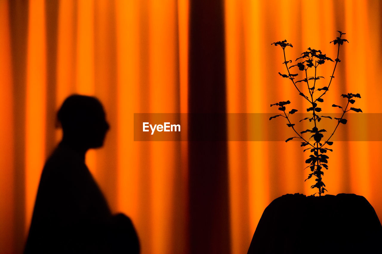 Silhouette plant and person against orange curtain