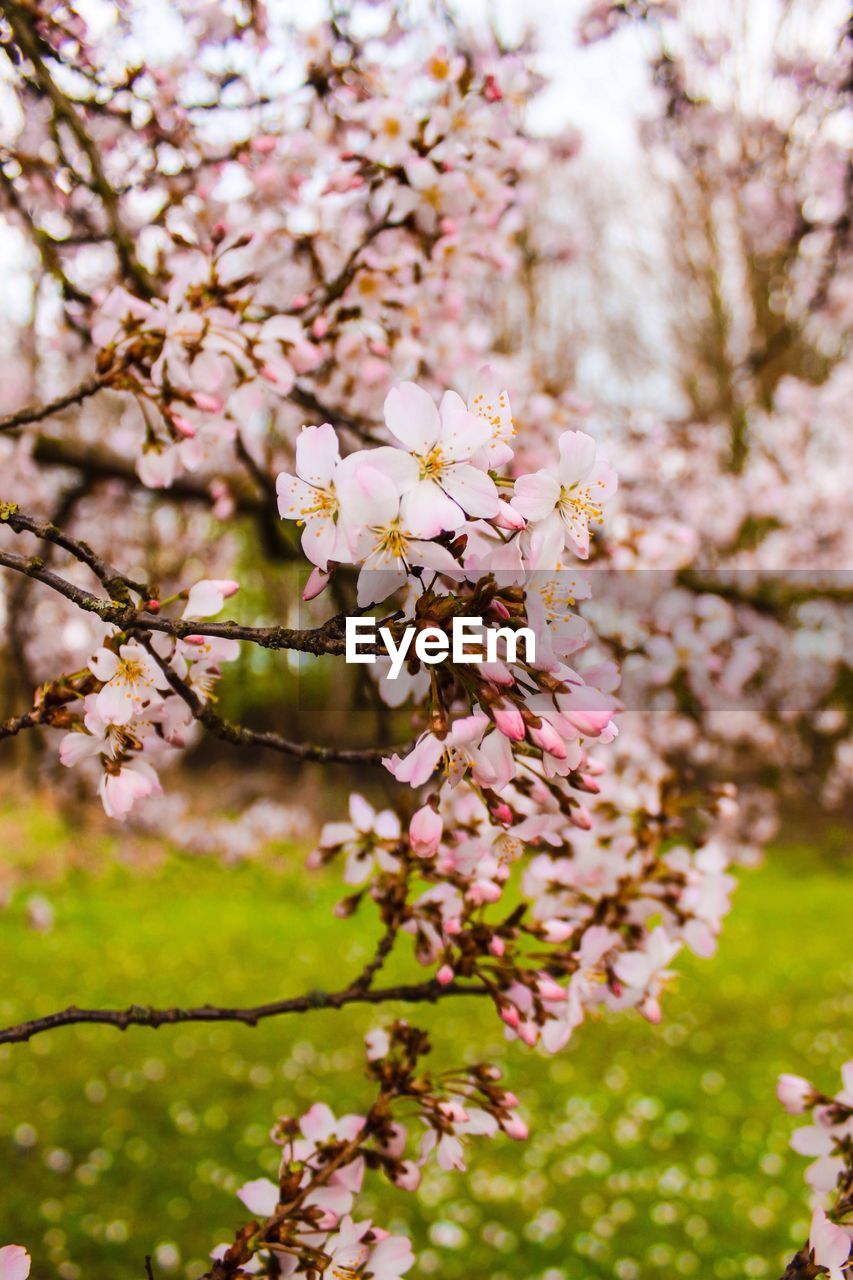 Low angle view of cherry blossom tree