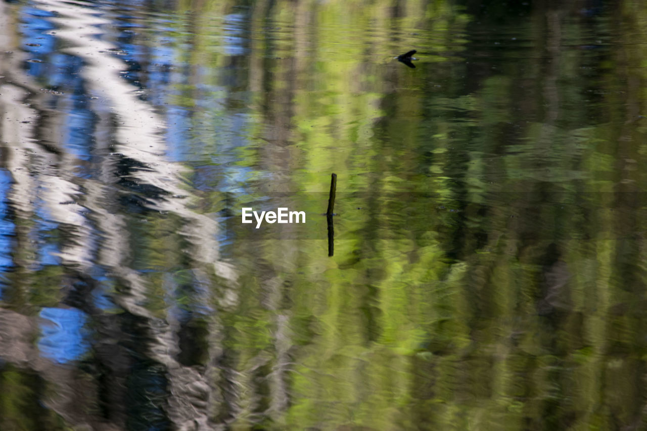 REFLECTION OF BIRDS IN LAKE