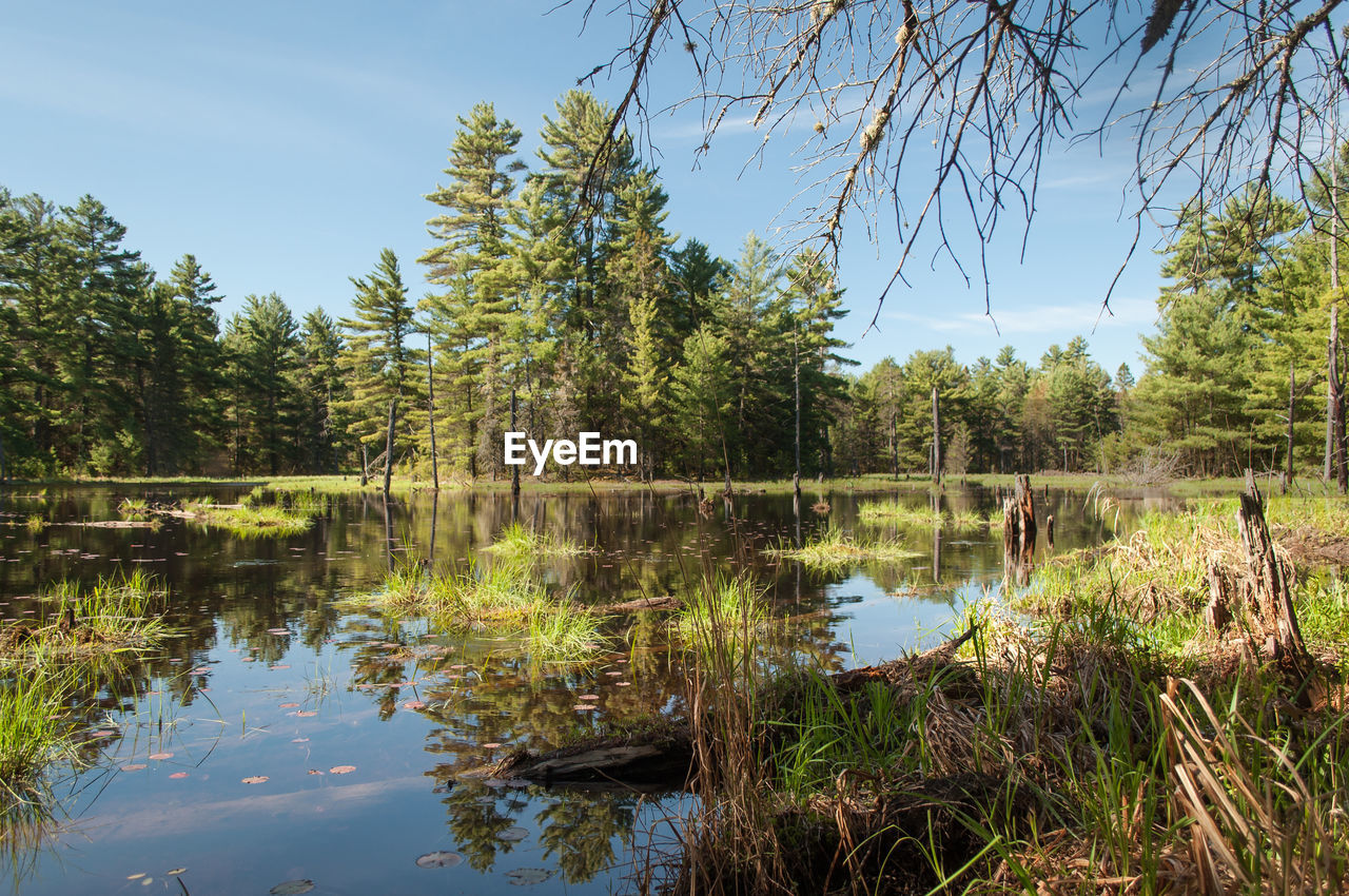 SCENIC VIEW OF LAKE AGAINST TREES