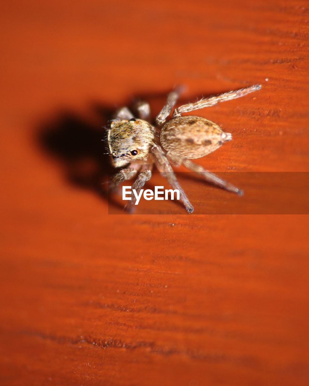 CLOSE-UP OF SPIDER ON ORANGE LEAF