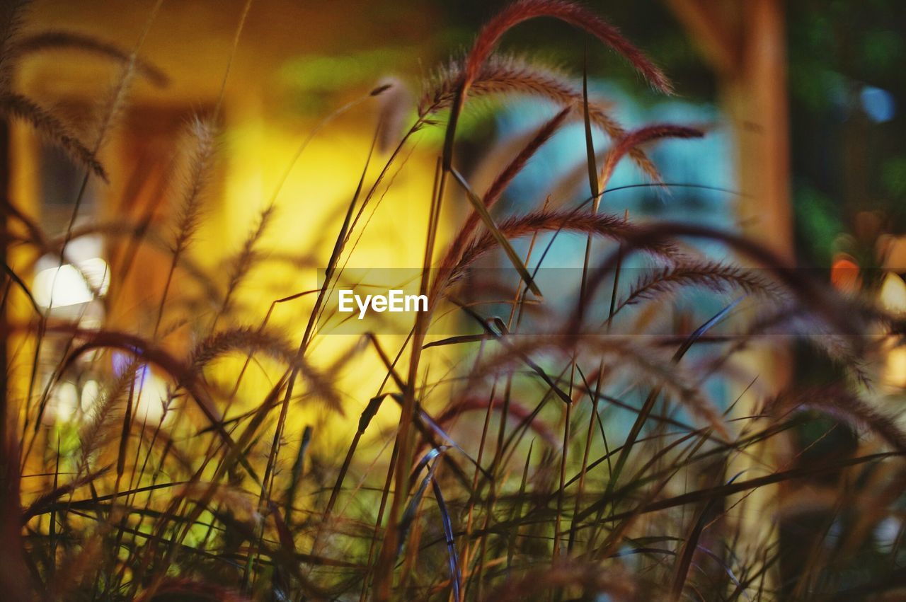 Detail shot of stalks against blurred background