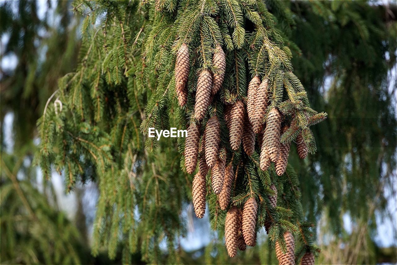 Close-up of pine cone growing on tree