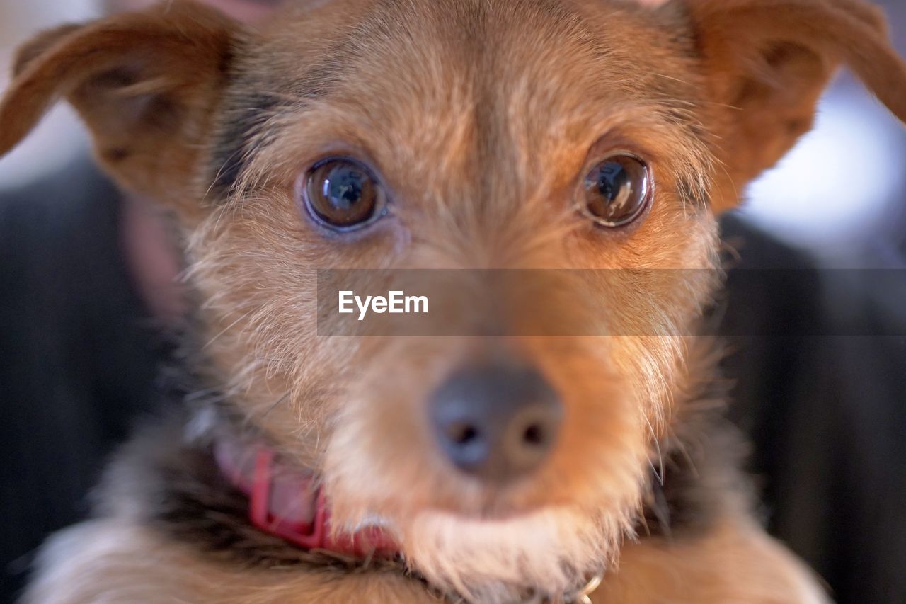 Close-up portrait of dog