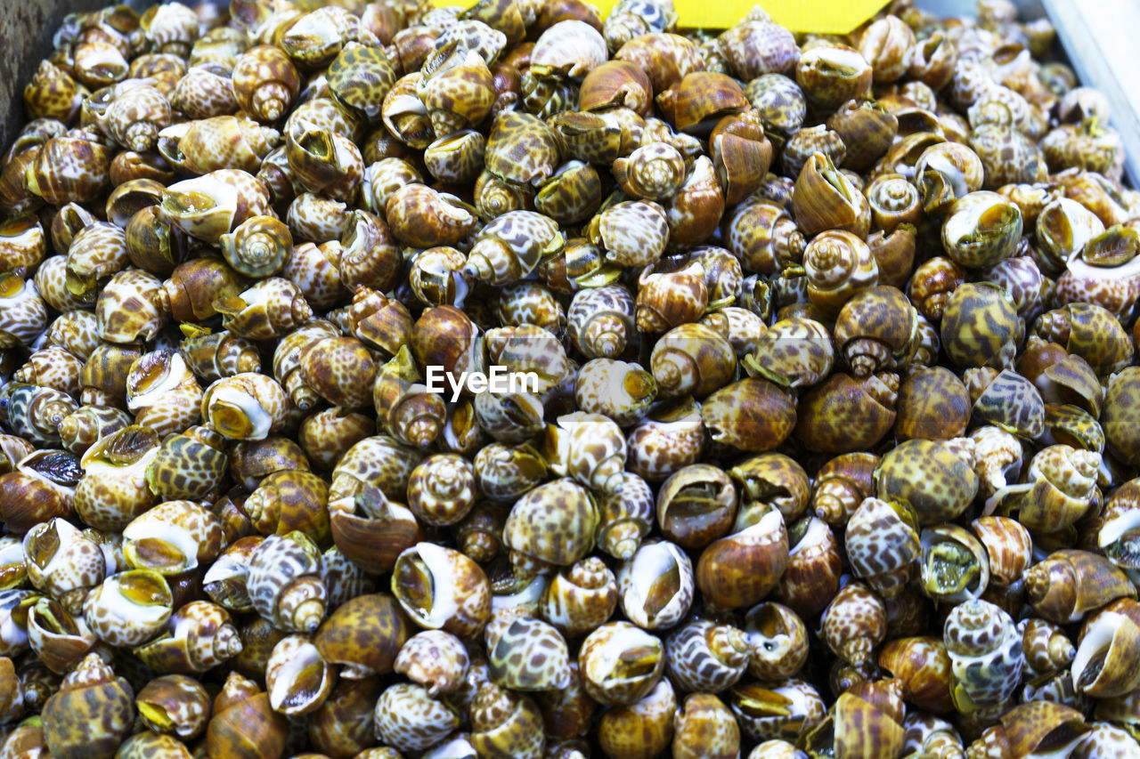 food, food and drink, freshness, produce, large group of objects, abundance, no people, healthy eating, wellbeing, market, dish, high angle view, plant, close-up, vegetable, still life, flower, animal, for sale, shell, day, seafood, retail, nature, business, cuisine, animal shell