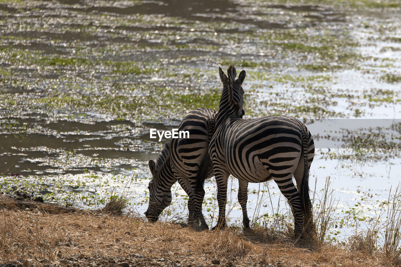 Zebra standing on field by lake