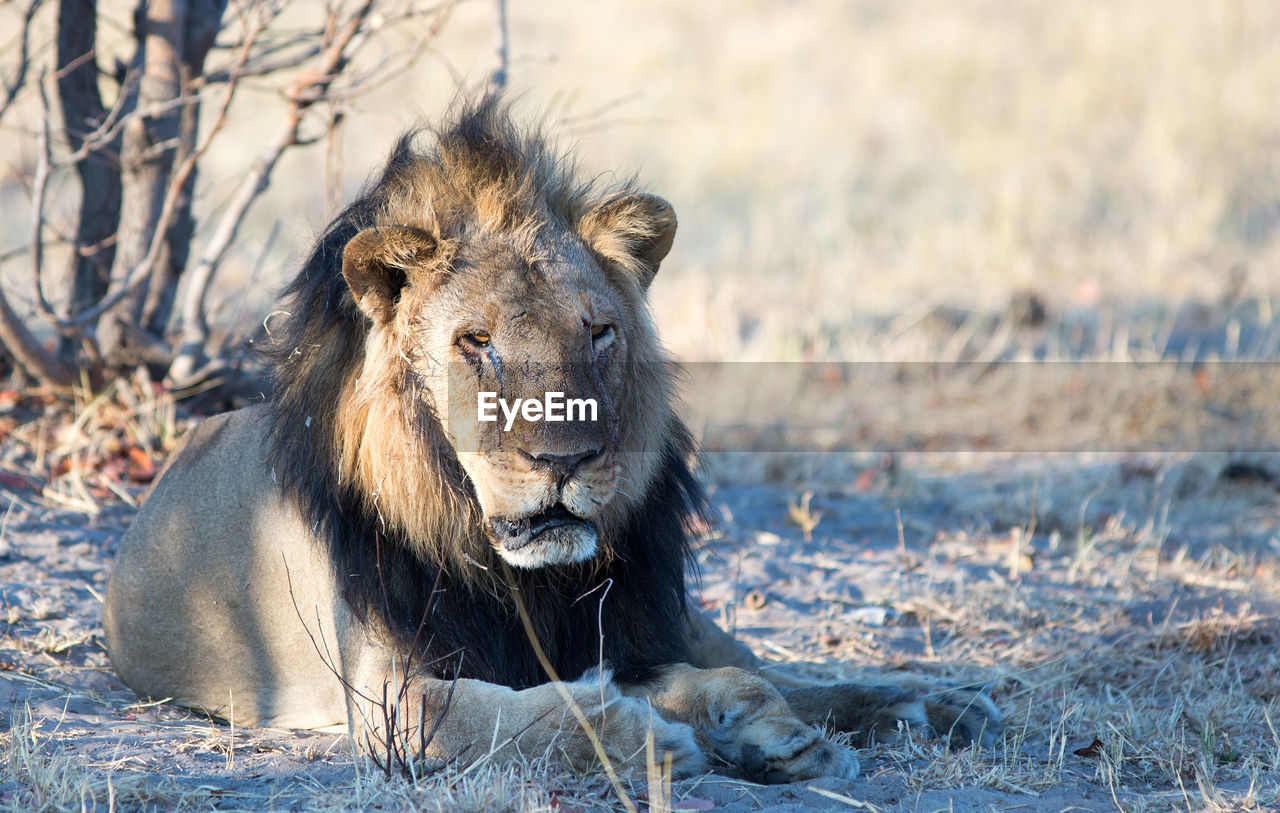 Portrait of a male lion on field