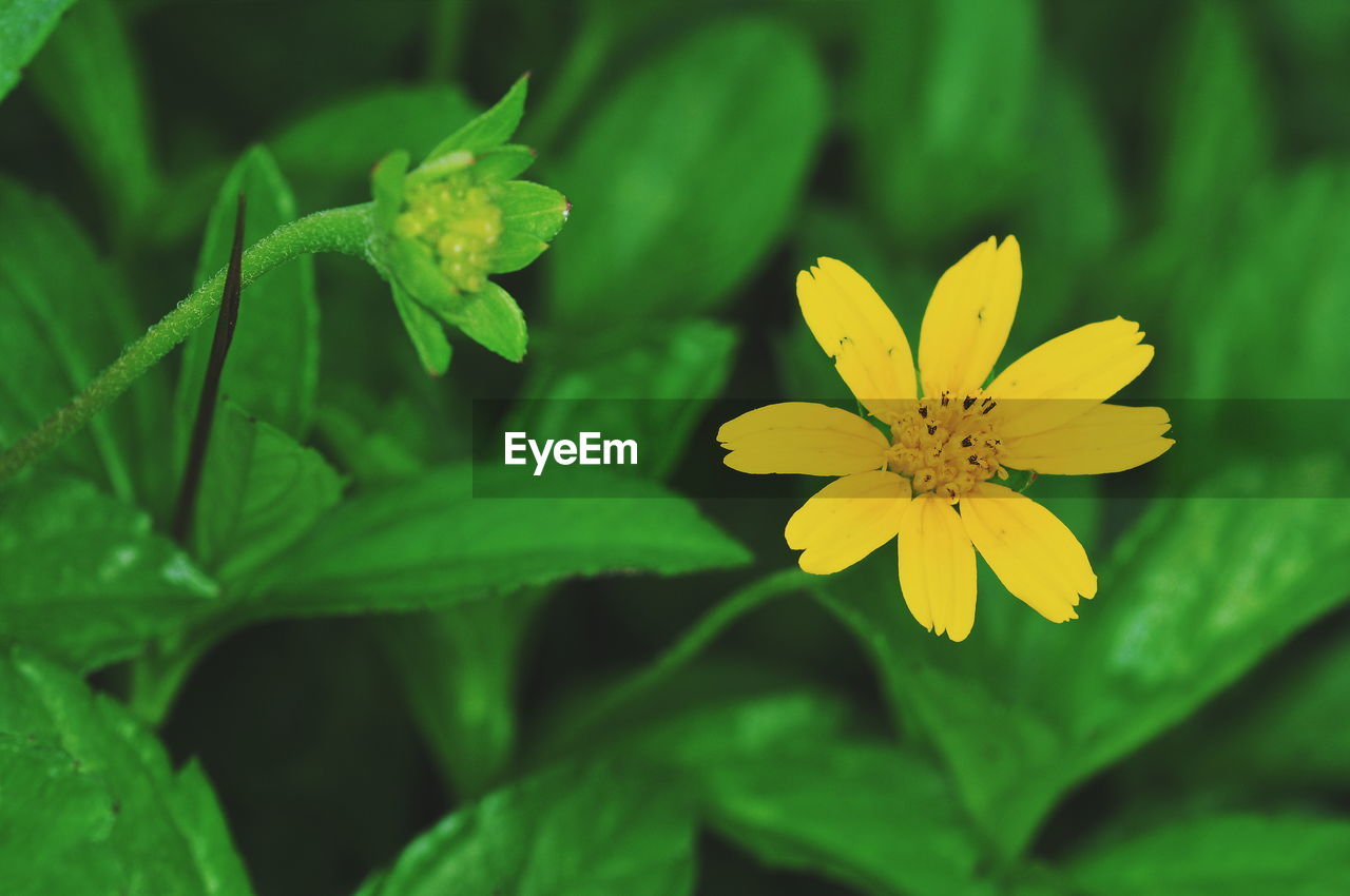 CLOSE-UP OF YELLOW ROSE FLOWER