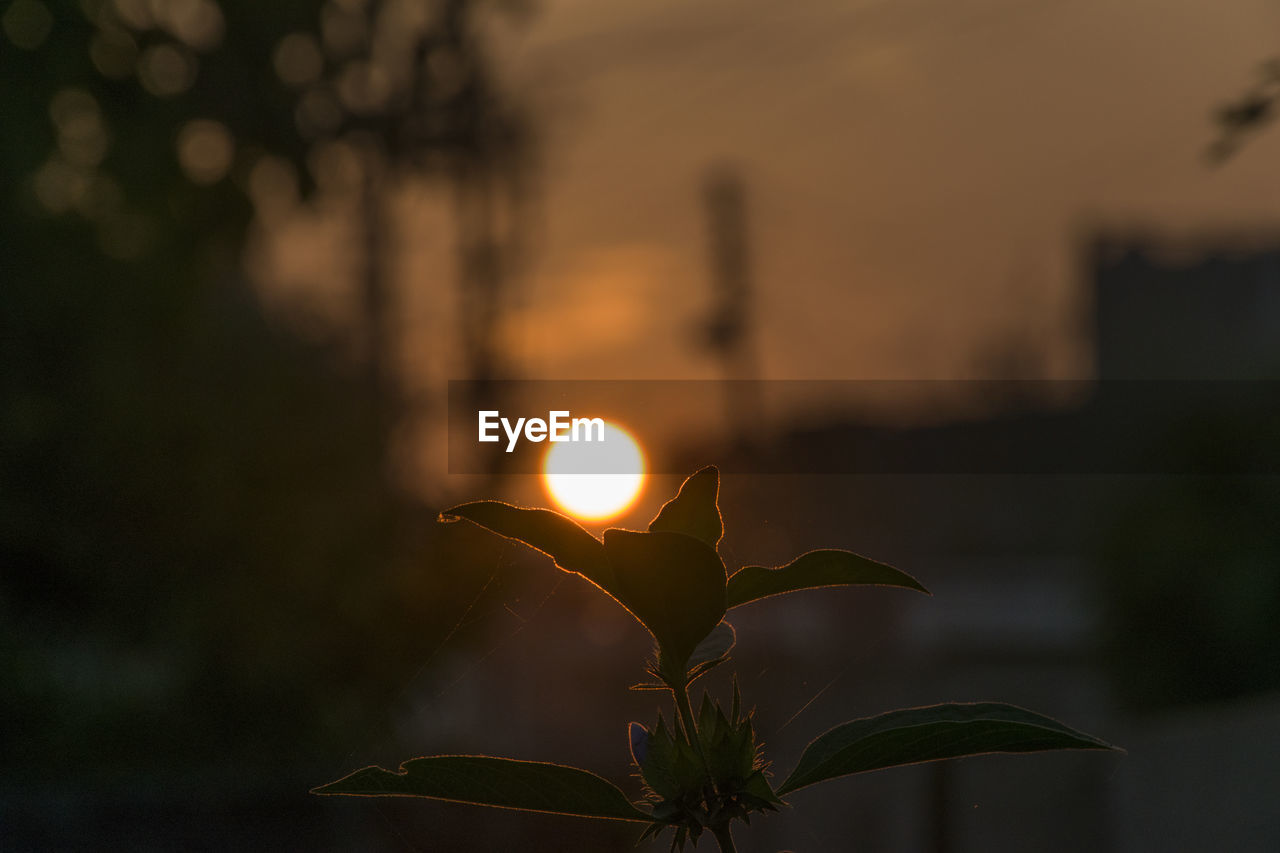 CLOSE-UP OF FLOWERS AGAINST SUNSET SKY