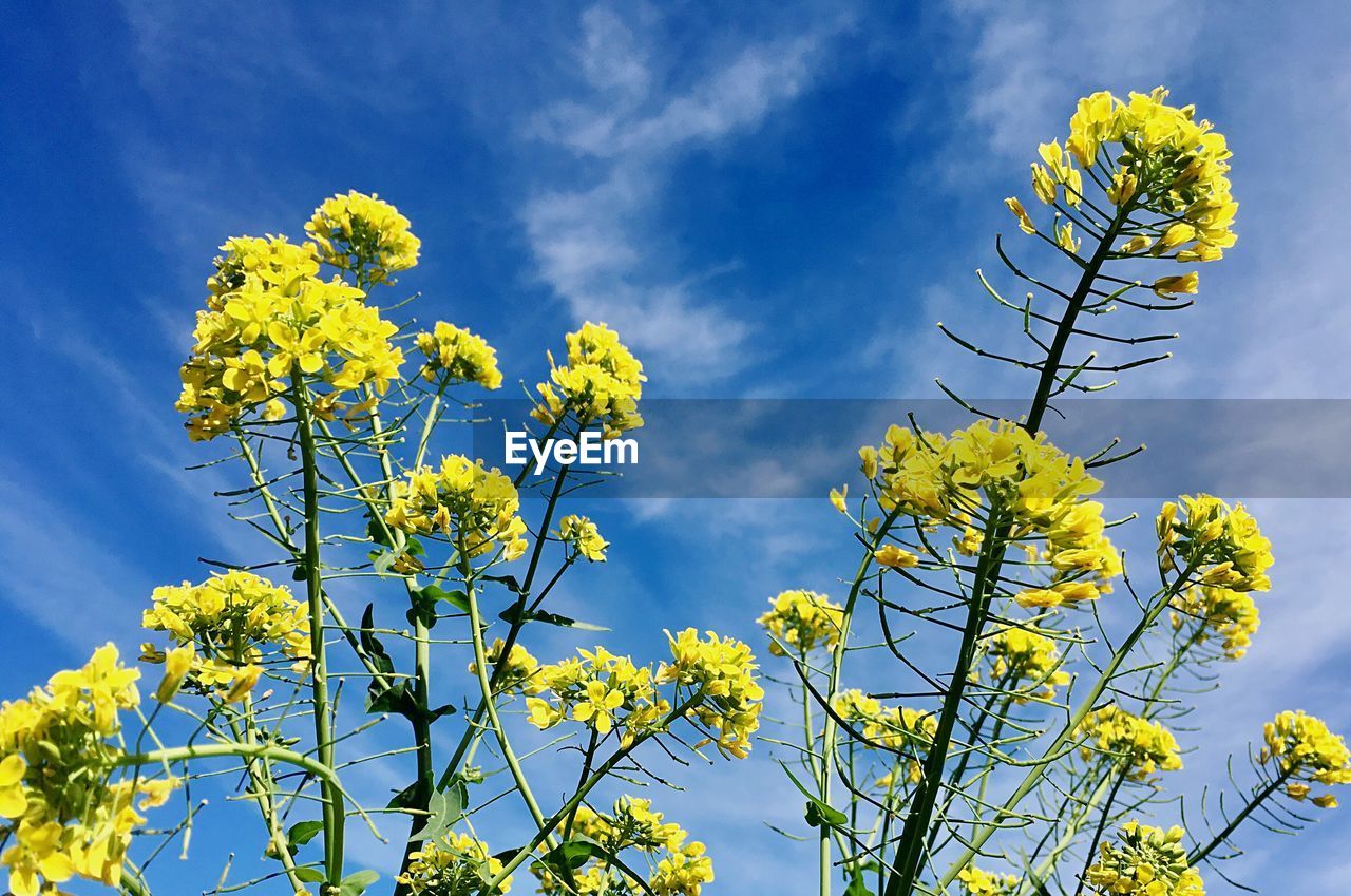 A group of yellow flowers of broccoli cabbage with clouded sky in the background.