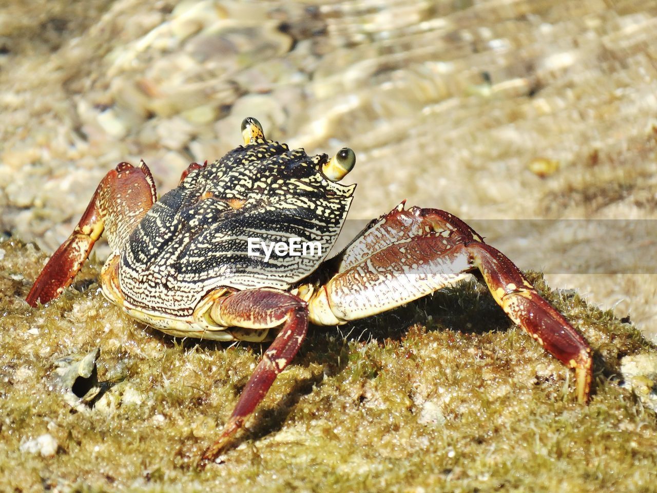 CLOSE-UP OF SNAKE ON WATER