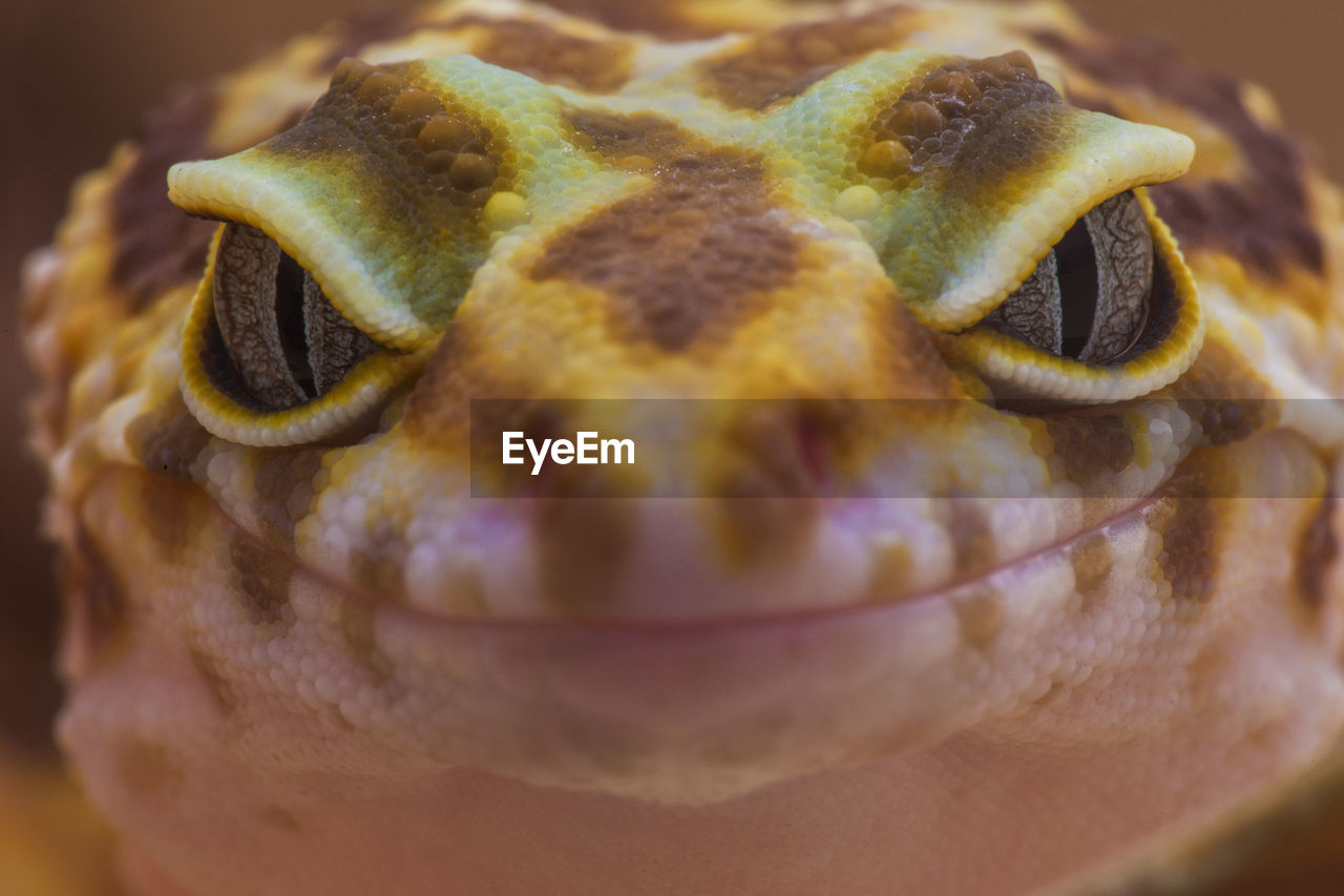 Close-up portrait of reptile