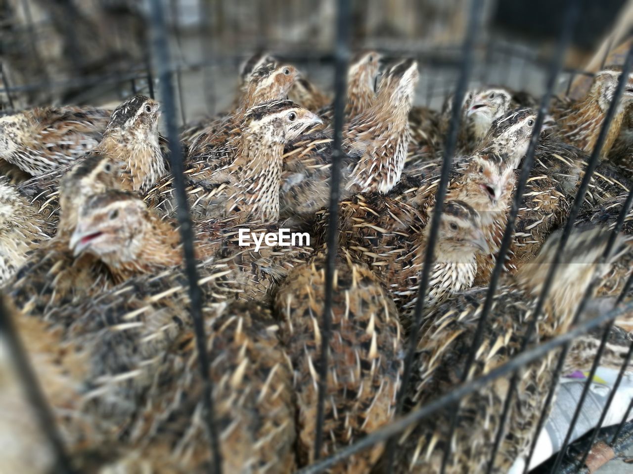 CLOSE-UP OF YOUNG BIRDS