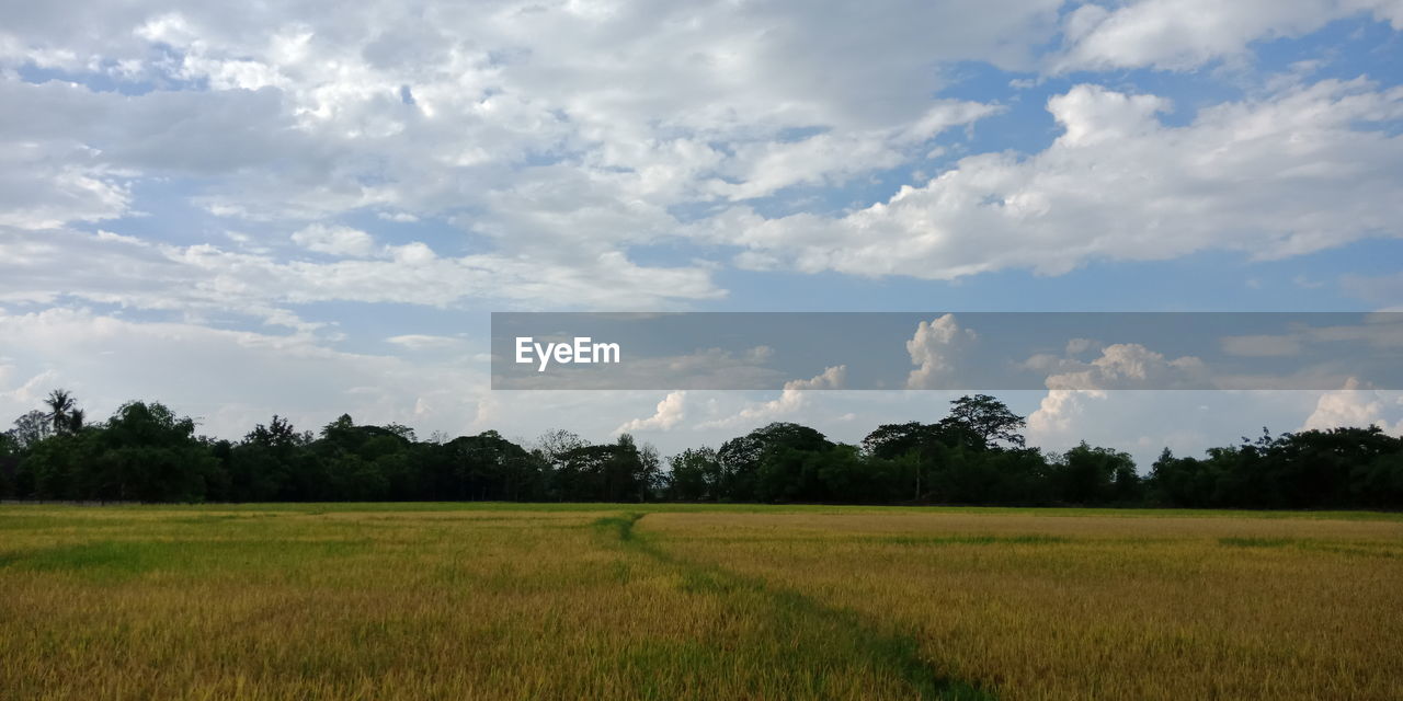 Scenic view of agricultural field against sky