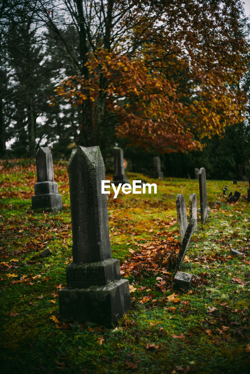 Grave and trees fall colors in cemetery sunset at night, spooky halloween graveyard halloween autumn