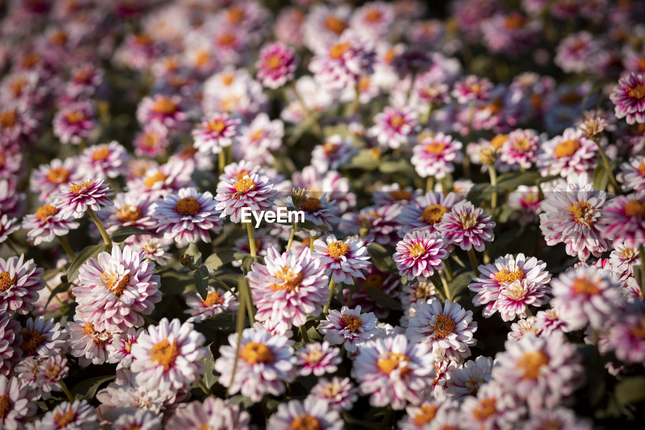 Selective focus zinnia white, pink, yellow, beautiful zinnia