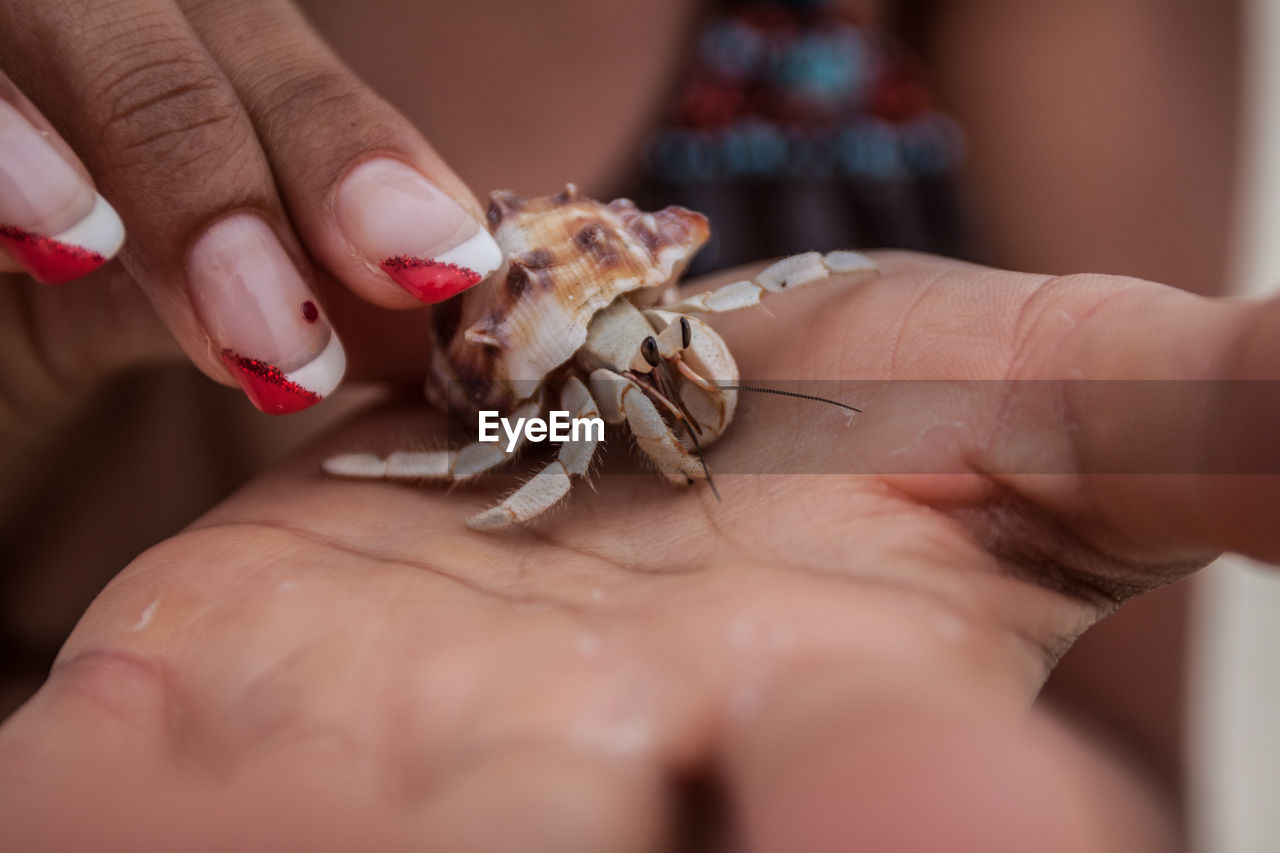 Cropped image of hands holding hermit crab