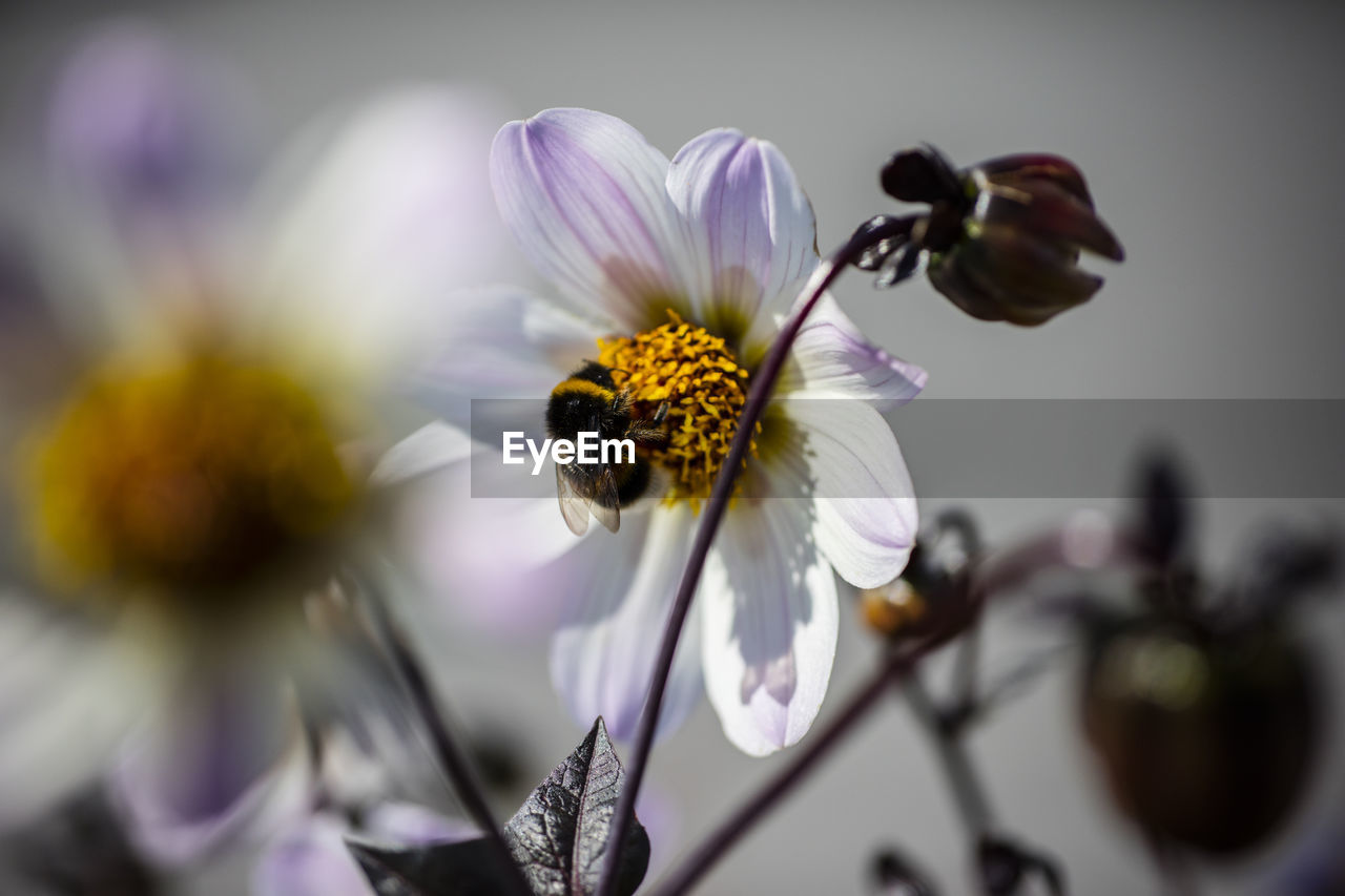 Close-up of bee on purple flowering plant