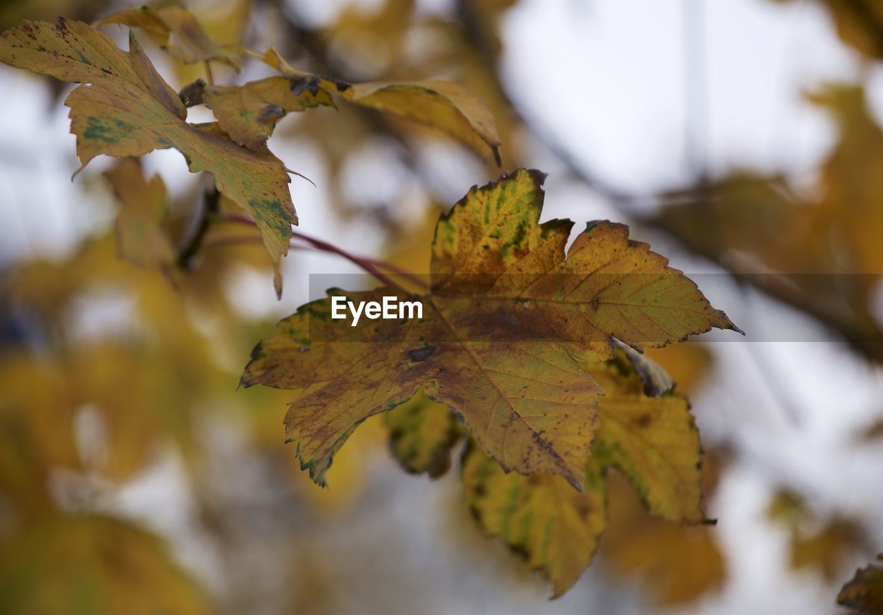 Close-up of maple leaf on branch