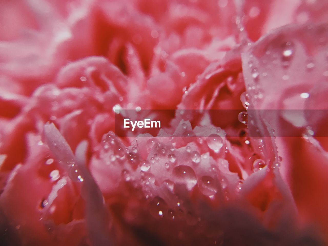 Full frame shot of wet pink flower