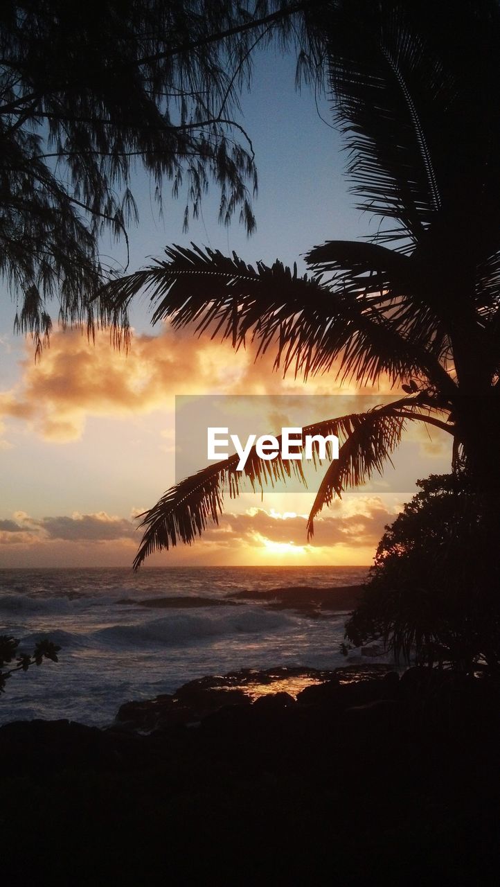 Silhouette trees on beach against sky during sunset