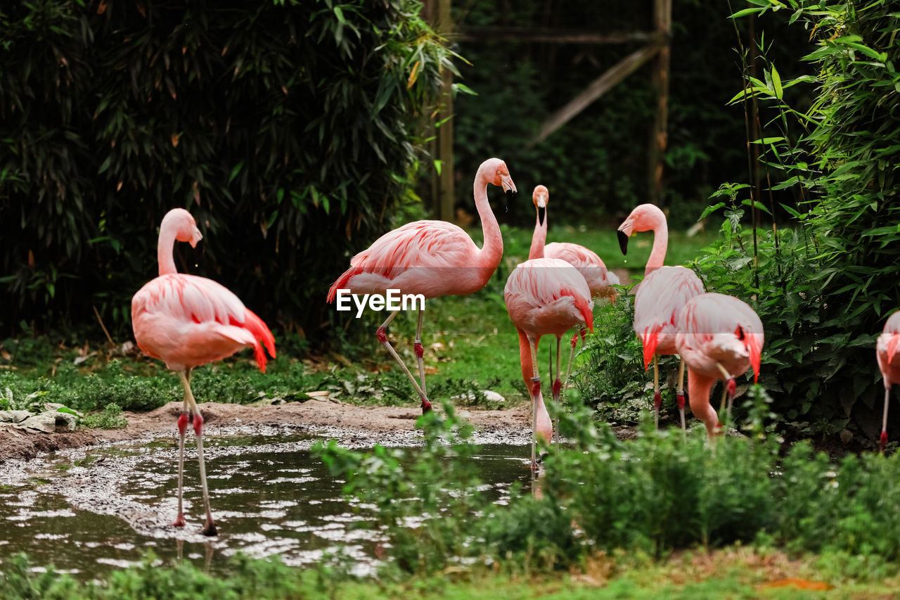flamingo, animal wildlife, animal themes, animal, bird, wildlife, pink, group of animals, water, water bird, nature, zoo, no people, beauty in nature, plant, lake, large group of animals, wading, travel destinations, wetland, feather, outdoors, standing, day, beak, full length, colony, tropical climate, freshwater bird, land, reflection, grass, animal body part