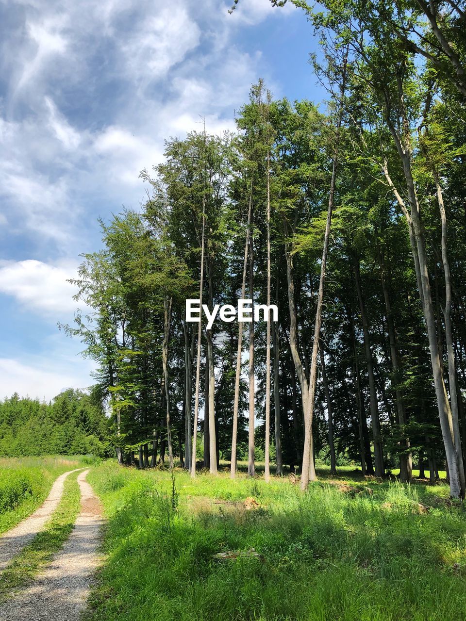 Scenic view of trees on field against sky