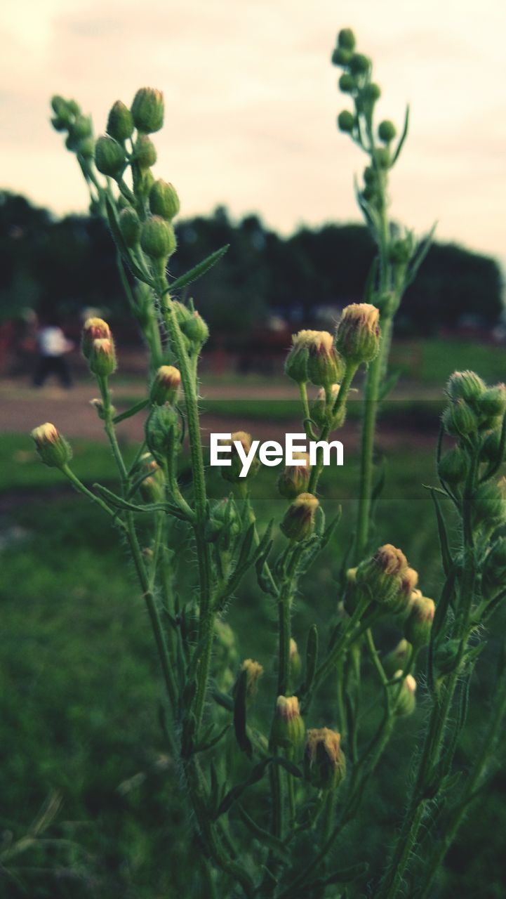 Close-up of buds growing on plant on field