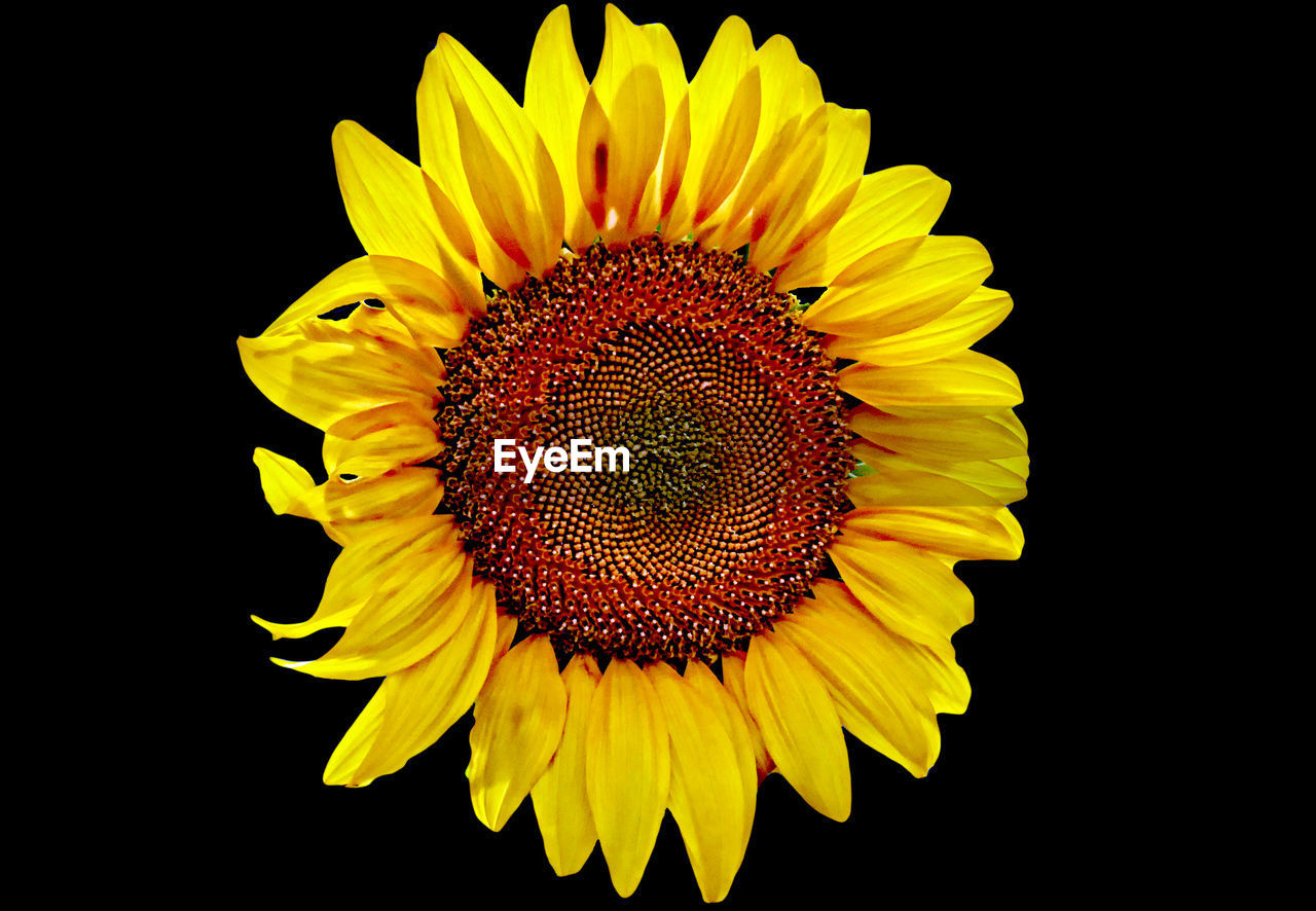 flower, yellow, flowering plant, flower head, plant, sunflower, petal, beauty in nature, freshness, inflorescence, fragility, black background, close-up, growth, nature, pollen, studio shot, no people, plant stem, sunflower seed, macro photography, botany, cut out, macro, copy space, outdoors, vibrant color